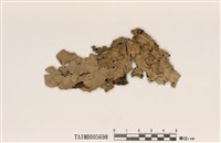 藏品(囊瓣裸緣梅衣)的圖片